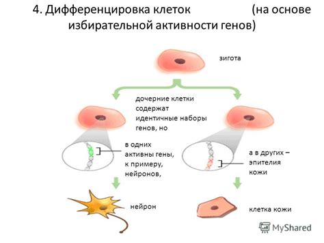 Механизмы роста: от клеток до органов