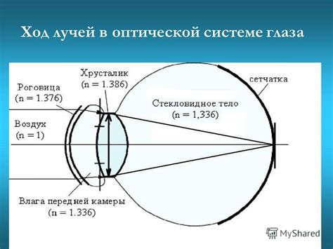 Механизмы свечения глаз в темноте