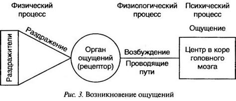 Механизм возникновения ощущения