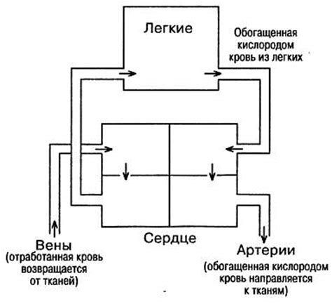 Механизм действия перекиси водорода на горло