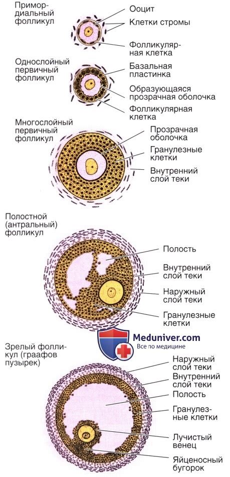 Механизм и значение овуляции