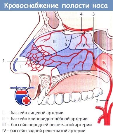 Механизм носового кровотечения при болезни