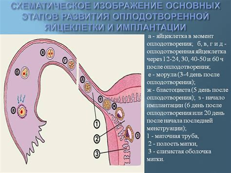 Механизм овуляции: как происходит высвобождение яйцеклетки