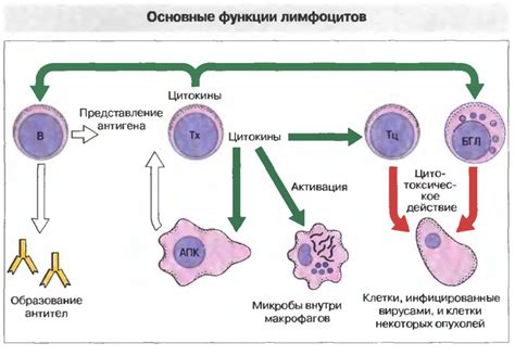 Механизм повышения уровня лимфоцитов при стрессе