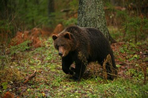 Миграция медведей в Беларуси