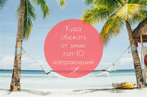 Мигрируют ли галки в теплые страны зимой?