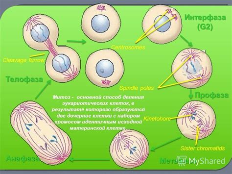 Митоз - основной механизм деления клетки