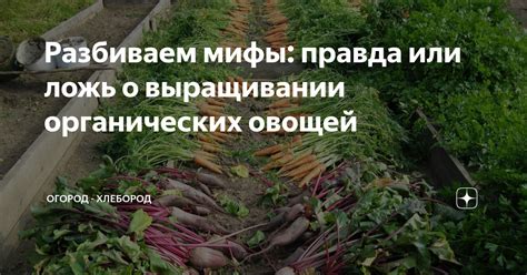 Мифы и факты о выращивании овощей в покрышках