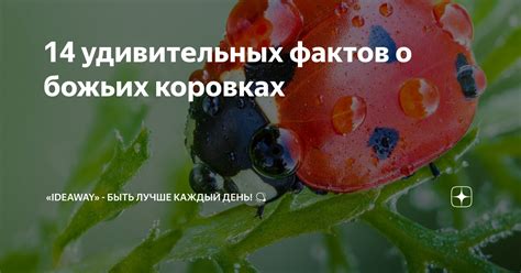 Мифы о божьих коровках