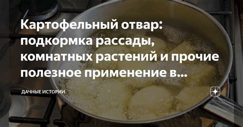 Может ли картофельный отвар быть вреден для комнатных растений?