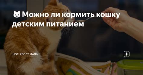 Можно ли взять кошку в поезд?