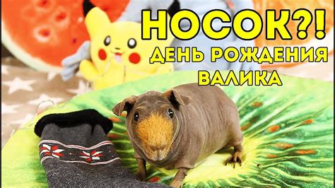 Морская свинка: день рождения