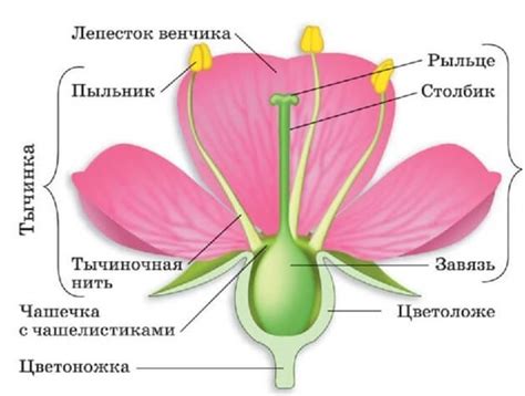 Морфология и строение цветка