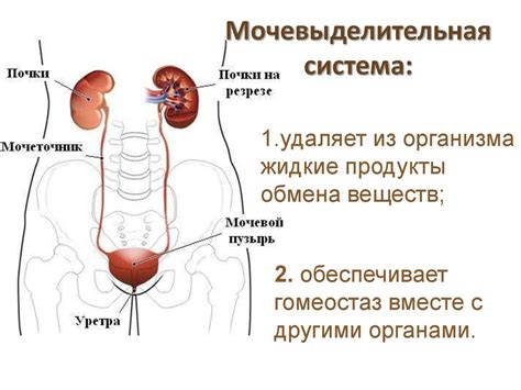 Мочевая система и ее функции