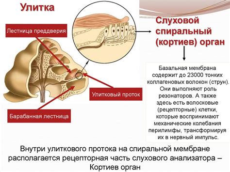 Мышцы и поддержание равновесия