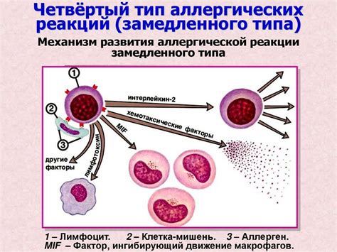 Назначение супрастина в педиатрии для лечения аллергических реакций