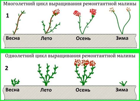 Наилучшее время для обрезки