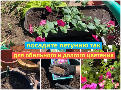 Наилучший срок высадки петуний в балконные ящики