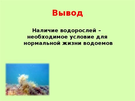 Наличие водорослей