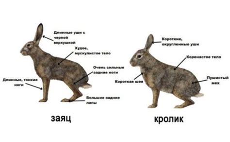 Наличие и распределение диких кроликов в России