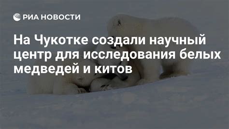 Научные исследования белых медведей в России