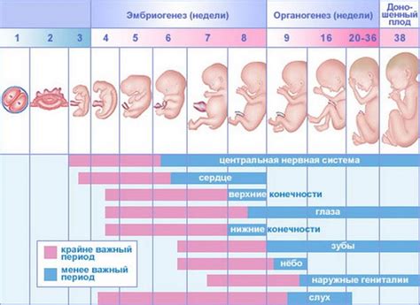 На какой срок беременности слышит погремушку ребенок