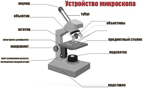 Невозможность увидеть ядрышко в световой микроскоп