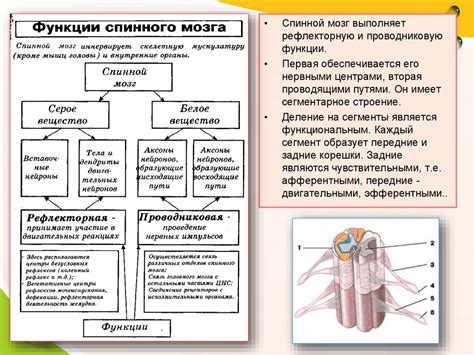 Нервная система и дрожание задних лап