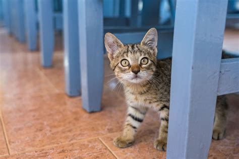 Нужно ли переводить котенка на корм для взрослых кошек?