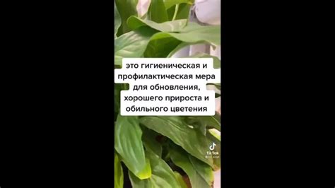 Нужно ли удаление сухих листьев перед укрыванием флоксов?