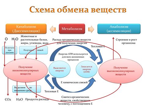 Обмен веществ и потребление энергии