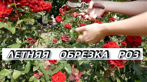 Обрезка для лучшего цветения