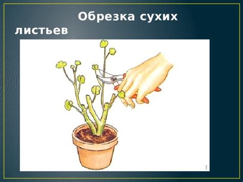 Обрезка сухих кончиков листьев: польза и способы ухода