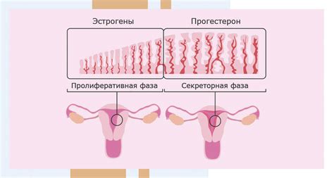 Овуляция и изменение эндометрия