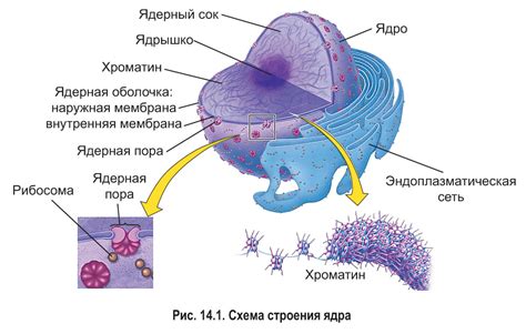 Огневое ядро и его последствия