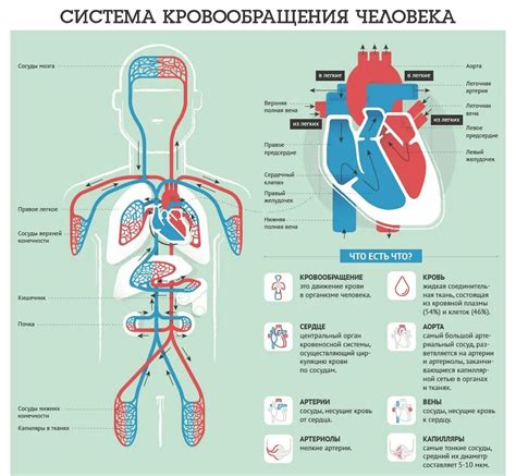 Ограниченная циркуляция крови