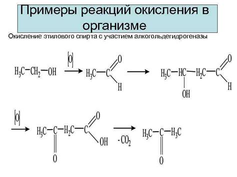 Окисление в организме