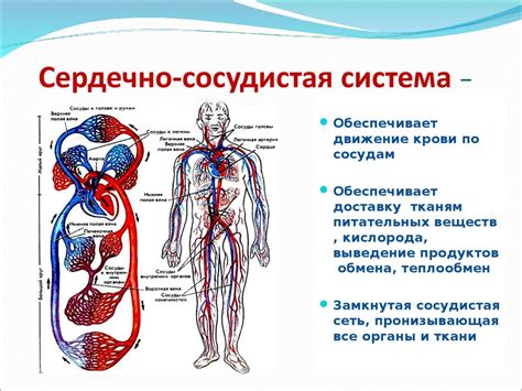 Оливковое масло и сердечно-сосудистая система