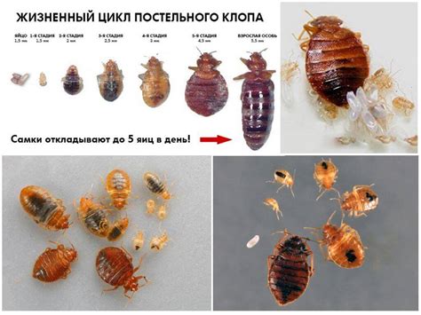 Опасность постельных клопов для сна