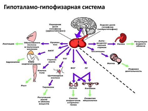 Описание и функции гормона Лг