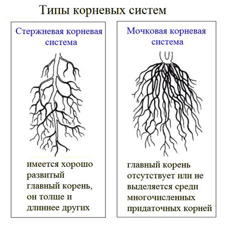 Определение времени для обрезки корней