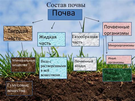 Определение оптимальной почвы и освещения