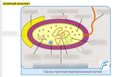 Определение прокариот