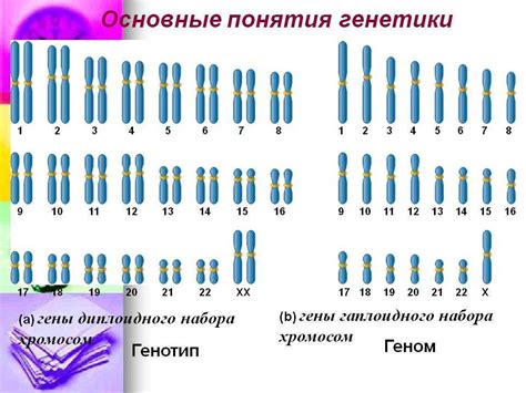 Определение хромосом