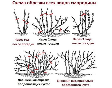 Оптимальное время для обрезки золотистой смородины