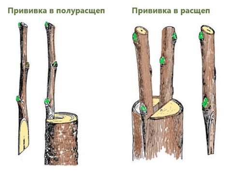 Оптимальное время для прививки плодовых деревьев в Сибири