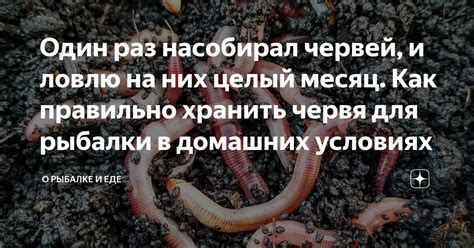 Оптимальное время и место для использования червей на рыбалке