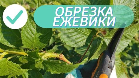 Оптимальное время обрезки ежевики после сбора: