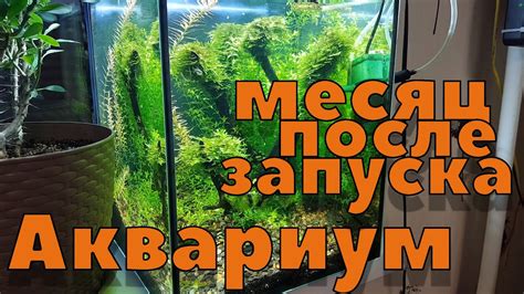 Оптимальное время подачи углекислоты в аквариум после запуска и посадки растений