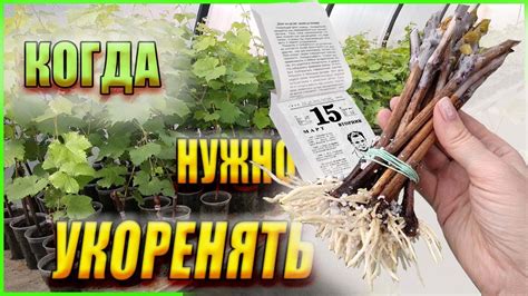 Оптимальные сроки для посадки черенков винограда